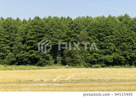 ripe wheat harvest in summer ripe wheat harvest in summer 94515495