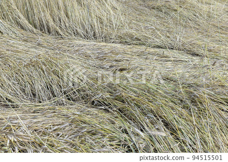 An agricultural field where wheat is grown 94515501