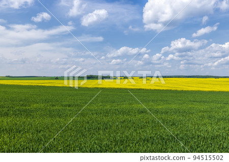 An agricultural field where green cereals grow 94515502