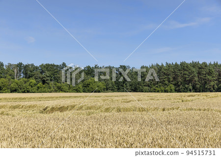 An agricultural field where wheat is grown 94515731
