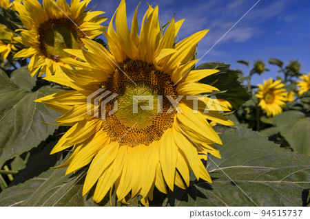Beautiful blooming flowers sunflowers in the field Beautiful blooming flowers sunflowers in the field 94515737