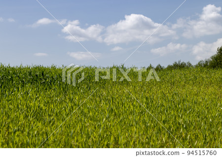 An agricultural field where green cereals grow An agricultural field where green cereals grow 94515760