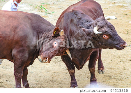 Bullfighting Yamakoshi Bullring (Yamakoshi area, Nagaoka City) Yamakoshi Bullring Bullfighting Yamakoshi Bullring (Yamakoshi area, Nagaoka City) Yamakoshi Bullring 94515816