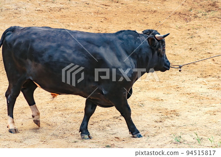 鬥牛 山越鬥牛場（長岡市山越地區） 山越鬥牛場 94515817