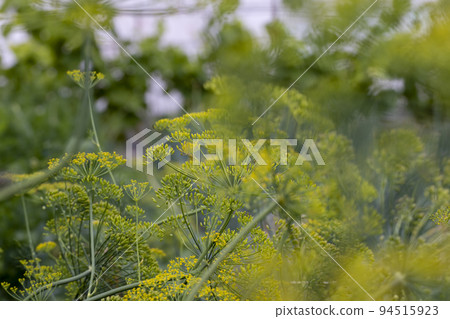 Green dill in the wind at the end of summer Green dill in the wind at the end of summer 94515923
