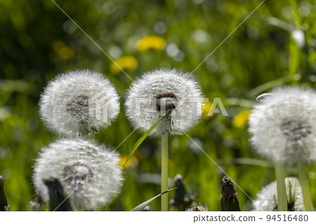 A field with a large number of dandelions in the summer A field with a large number of dandelions in the summer 94516480