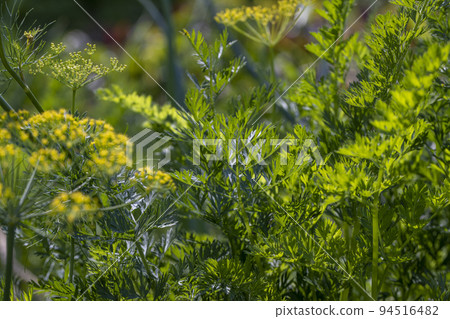 Green carrots while growing in the field Green carrots while growing in the field 94516482