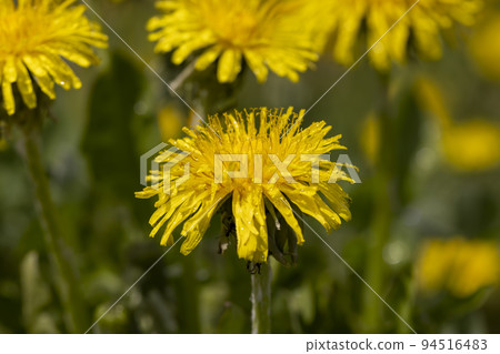 a field where a large number of yellow dandelions grow a field where a large number of yellow dandelions grow 94516483