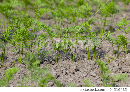 An agricultural field where a large number of carrots grow An agricultural field where a large number of carrots grow 94516485