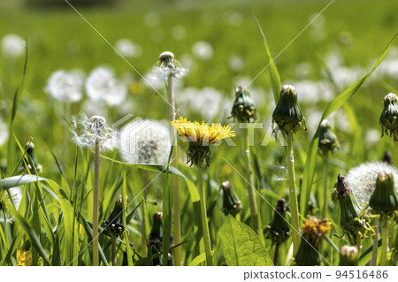 A field with a large number of dandelions in the summer A field with a large number of dandelions in the summer 94516486