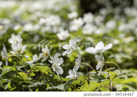 white spring anemones growing in the forest in spring white spring anemones growing in the forest in spring 94516487