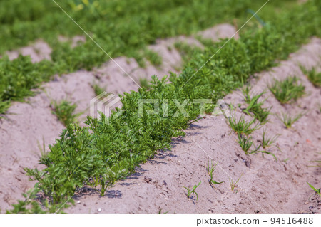 An agricultural field where a large number of carrots grow An agricultural field where a large number of carrots grow 94516488