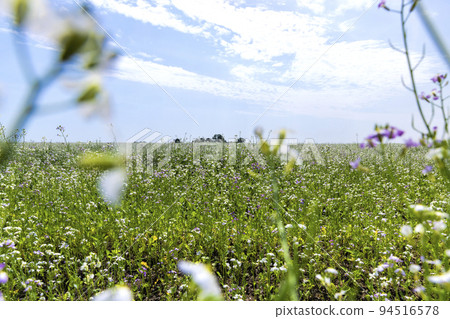 Agricultural field with white flowers for honey 94516578