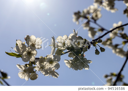 apple fruit trees blooming in the spring season apple fruit trees blooming in the spring season 94516586