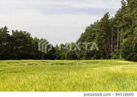 An agricultural field where ripening cereals grow An agricultural field where ripening cereals grow 94516660