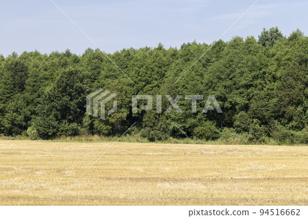 ripe wheat harvest in summer ripe wheat harvest in summer 94516662