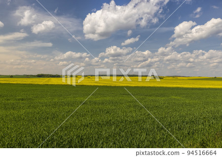An agricultural field where green cereals grow An agricultural field where green cereals grow 94516664