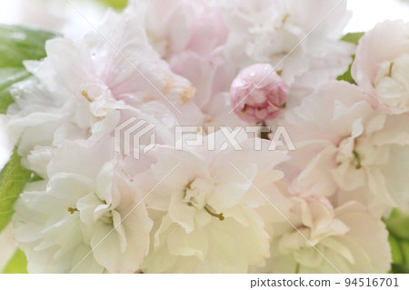 市原虎尾市原虎尾雙櫻花特寫 市原虎尾市原虎尾雙櫻花特寫 94516701