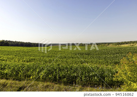 Green corn illuminated by sunlight Green corn illuminated by sunlight 94516862