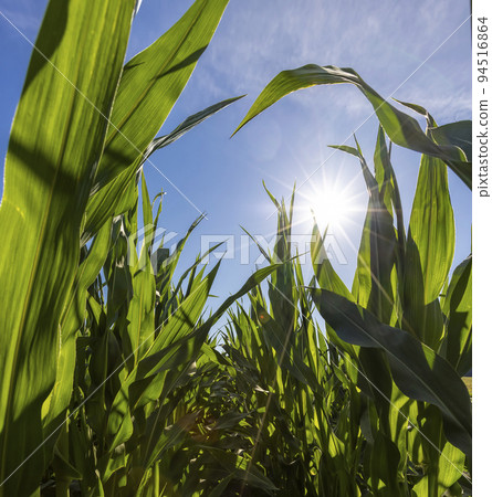 Green corn illuminated by sunlight Green corn illuminated by sunlight 94516864
