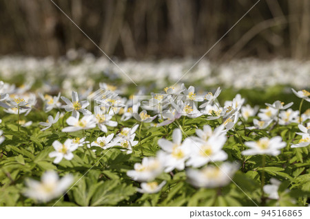 white spring anemones growing in the forest in spring white spring anemones growing in the forest in spring 94516865