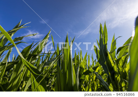 Green corn illuminated by sunlight Green corn illuminated by sunlight 94516866