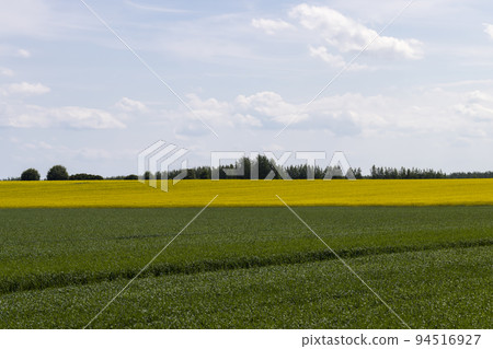 An agricultural field where green cereals grow An agricultural field where green cereals grow 94516927