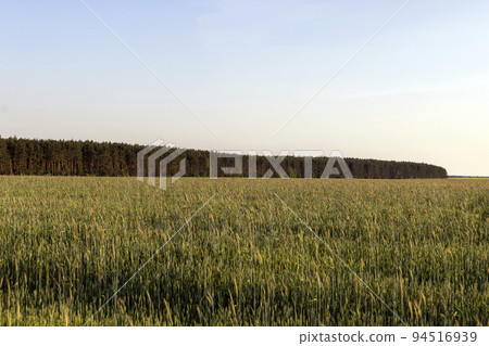An agricultural field where ripening cereals grow An agricultural field where ripening cereals grow 94516939