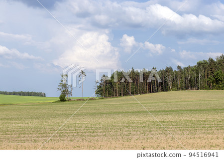 Agricultural wheat field with unripe wheat Agricultural wheat field with unripe wheat 94516941