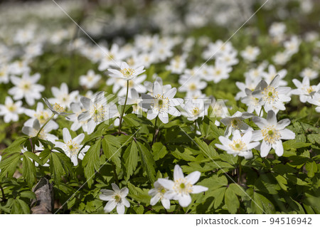 white spring anemones growing in the forest in spring white spring anemones growing in the forest in spring 94516942