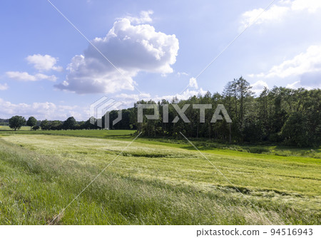 Wheat field with unripe wheat swaying in the wind Wheat field with unripe wheat swaying in the wind 94516943