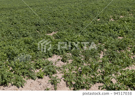 An agricultural field where green potatoes grow An agricultural field where green potatoes grow 94517038
