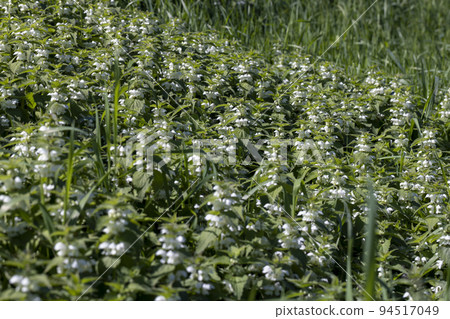 Green nettle blooming with white flowers Green nettle blooming with white flowers 94517049