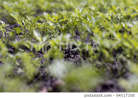 covered with young carrot plants after the rain 94517108