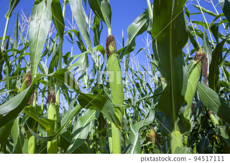 an agricultural field where unripe green corn grows 94517111
