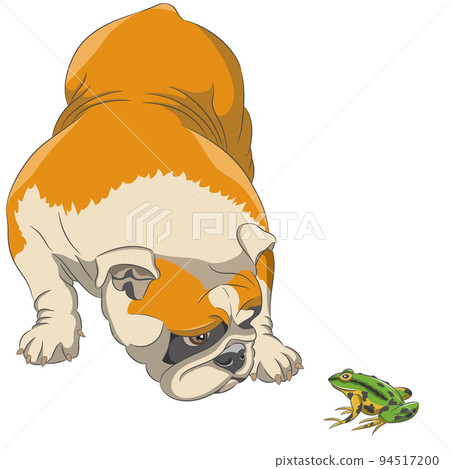 Vector drawing of an English bulldog and a green frog isolated on a white background. 94517200