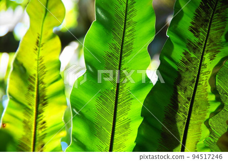 Green leaf veins are beautiful Tropical plant (January) Leaf Otaniwatari 17 Green leaf veins are beautiful Tropical plant (January) Leaf Otaniwatari 17 94517246