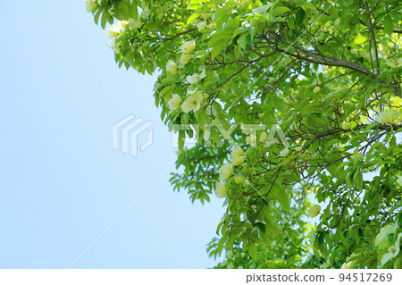 雲南山越花 雲南山越花 94517269