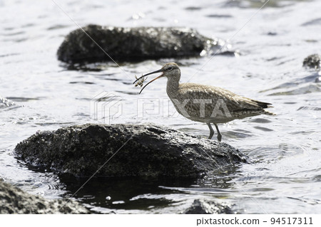 螃蟹抓到了螃蟹 94517311
