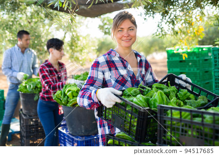 Woman farmer stacking crates with green pepper 94517685