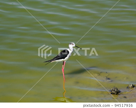 Cavaliere D'italia, birds of areas with a tropical climate Cavaliere D'italia, birds of areas with a tropical climate 94517916