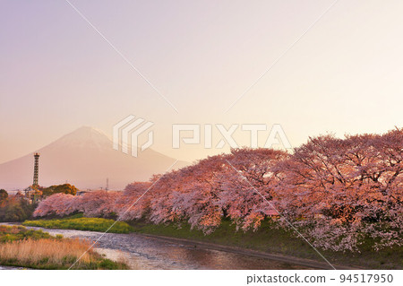 富士在春天的黎明和櫻花 富士在春天的黎明和櫻花 94517950