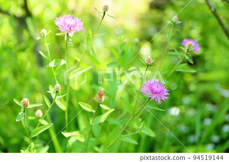 Kenta Urea Yasea's Flower Kenta Urea Yasea's Flower 94519144