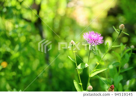 Kenta Urea Yasea的花 Kenta Urea Yasea的花 94519145