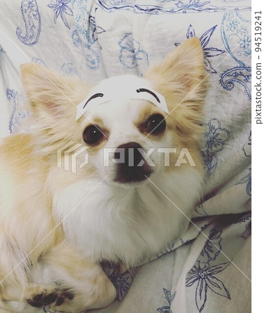 Chihuahua whose eyebrows have grown on the day of Setsubun Chihuahua whose eyebrows have grown on the day of Setsubun 94519241