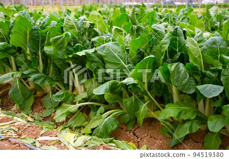 Rows of ripe chard in a greenhouse Rows of ripe chard in a greenhouse 94519380