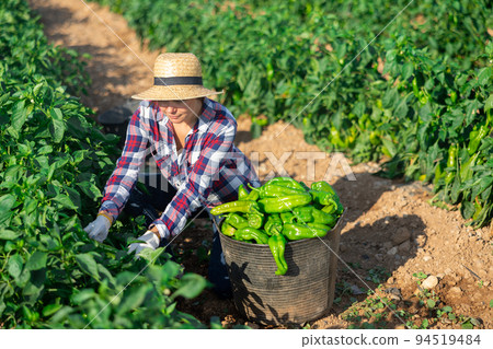 Positive woman harvesting green pepper 94519484