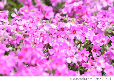 Small flower moss phlox in spring 94519591