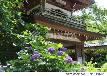 繡球花季節的淨智寺 繡球花季節的淨智寺 94519664