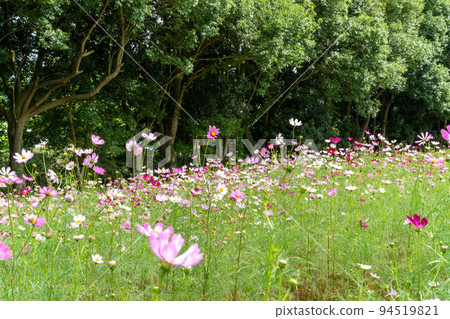 Colorful cosmos field Colorful cosmos field 94519821
